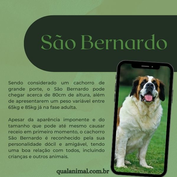 Cachorro São Bernardo: Características, valor, Vantagens e