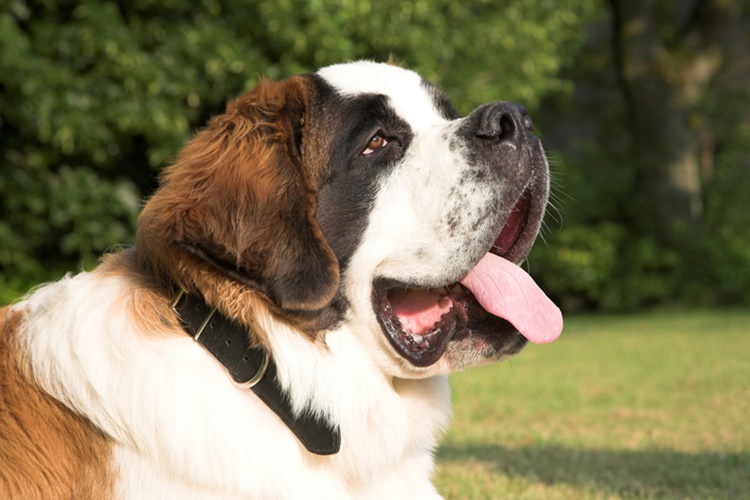 Cachorro São Bernardo: Características, valor, Vantagens e desvantagens